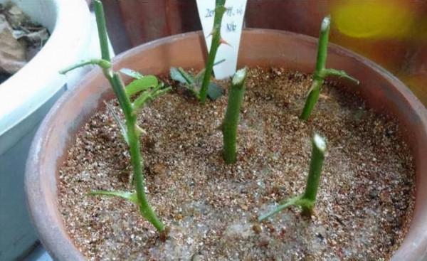 這2種樹最“耐養”,每天剪1刀,土裡喂點料,蹭蹭長成小盆景 這2種樹最“耐養”,每天剪1刀,土裡喂點料,蹭蹭長成小盆景