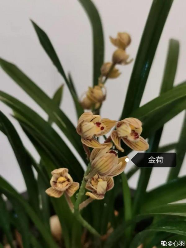 6種花特耐陰，光照不好也能養好，適合北陽臺