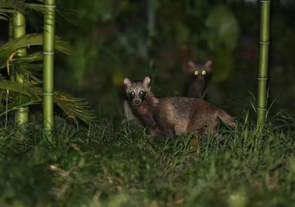 上千只貉“佔領”上海，賴在城市不走了，還把小區當成自己家