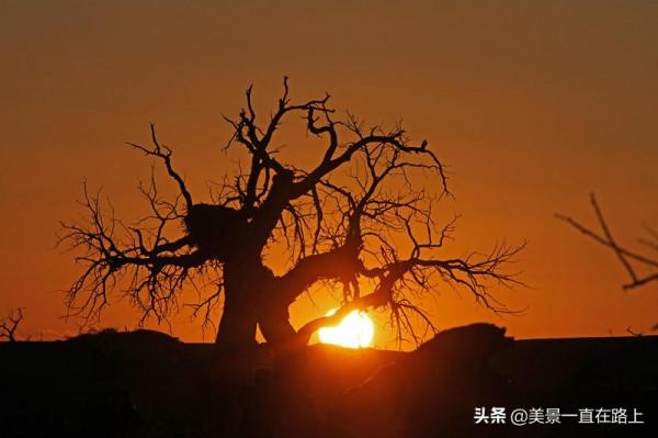 不遙遠的額濟納，邂逅大漠胡楊林，遇見人間秘境3