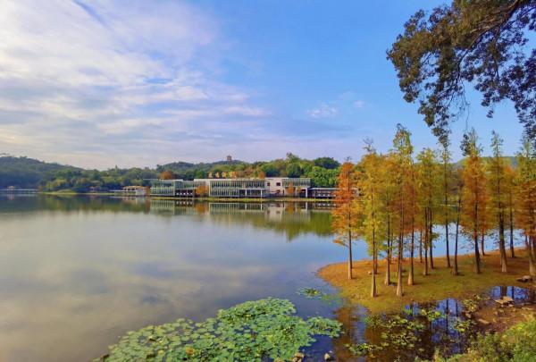 水瀲霞明映羽紅，醉迷照影落杉叢，麓湖落羽杉已進入最佳觀賞期