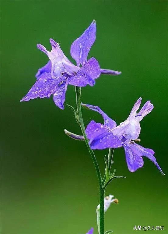 自然界中的奇花異草，看看你見過幾種？
