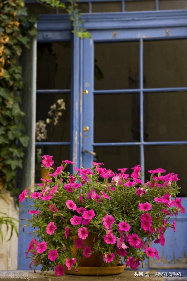 有沒被自制花肥臭懵過,這8種自制肥別亂做,踩過的坑、流過的淚 有沒被自制花肥臭懵過,這8種自制肥別亂做,踩過的坑、流過的淚