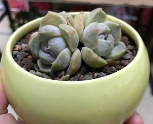 花盆也很重要,5種不同材質的常用花盆,你瞭解嗎 花盆也很重要,5種不同材質的常用花盆,你瞭解嗎