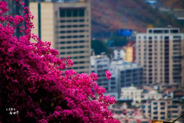 去攀枝花“過冬養老”,是東北人的新發現,比三亞和北海還舒適 去攀枝花“過冬養老”,是東北人的新發現,比三亞和北海還舒適