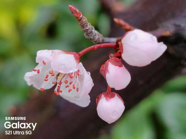 花花世界知多少？春天還有一種非常美的不太為人知為人道的花