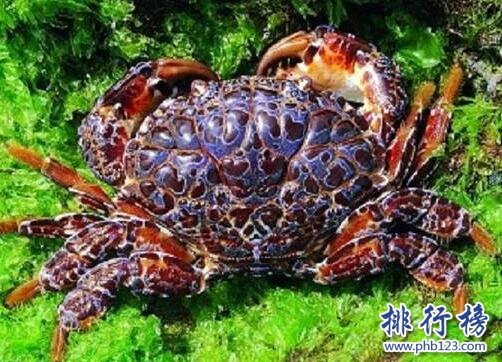 你知道 海洋中毒性最大的10種生物