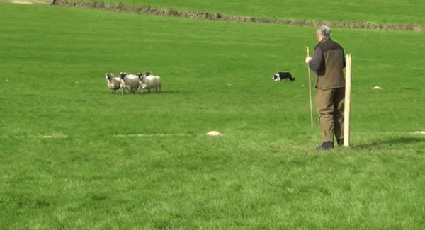 如 何 讓 一 只 邊 牧 失 去 尊 嚴 如 何 讓 一 只 邊 牧 失 去 尊 嚴