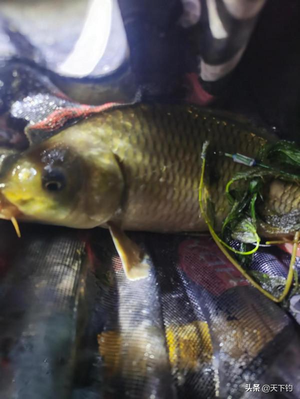 兩種調漂方法可以讓你玩轉任何野釣水域