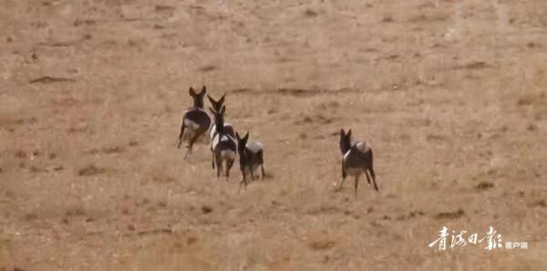 可愛“呆萌”的狍鹿在祁連山境內上線啦