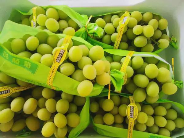 3萬多斤蔬菜被銷燬，網友拍手稱快，農業，日本是我們的榜樣？