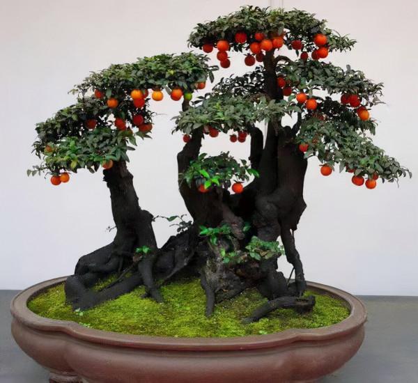 10種“招財花”養家裡，耐陰好養，有吉祥好兆頭