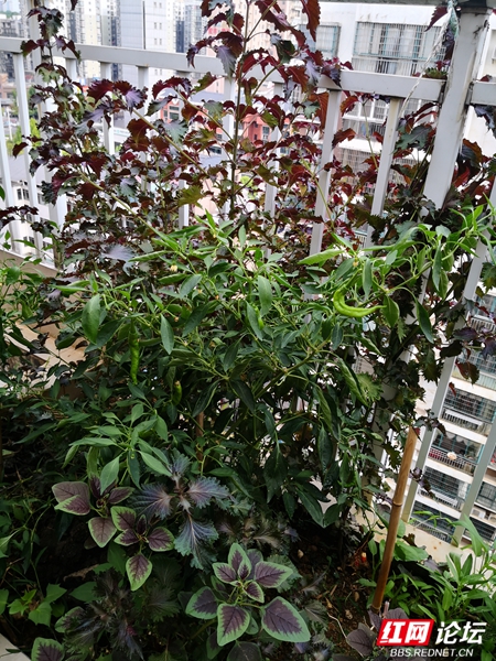 最美陽臺丨40平米超大陽臺改造的菜園真香，花花草草通通閃開