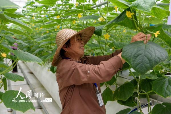 浙江嘉興：資料分析化技術助力農業生產