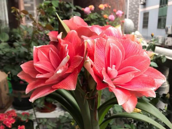 這些花朵很大的植物,美麗大氣,可以選一盆種植在家中 這些花朵很大的植物,美麗大氣,可以選一盆種植在家中