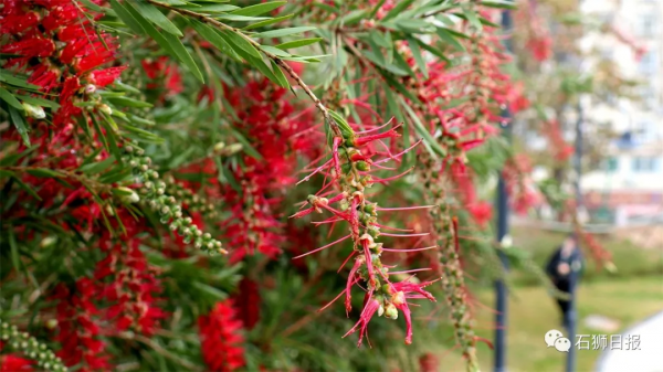 鳥語花香醉遊人，石獅春光藏不住