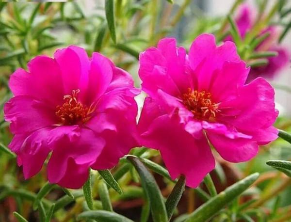 太陽花裡的翹楚一一鬆葉牡丹