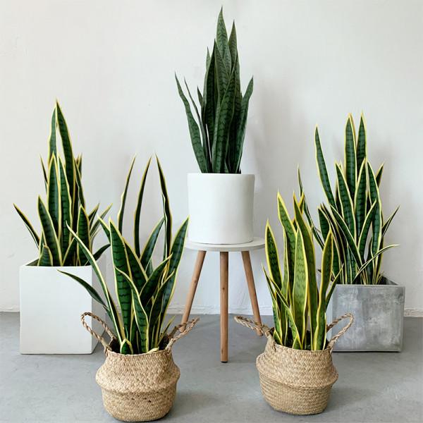 虎皮蘭有&OpenCurlyDoubleQuote;3怕兩不喜&rdquo;，難怪不愛出小芽，還越長越難看