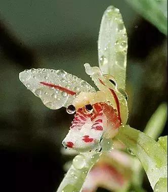 說蘭是花中君子的,那是因為你沒見過這些蘭花 說蘭是花中君子的,那是因為你沒見過這些蘭花