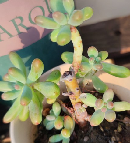 被雨露滋養的多肉