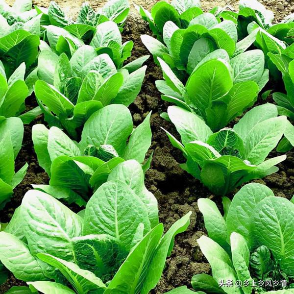 孔雀菜種植方法和季節，好吃好看又好種，一年可種兩季