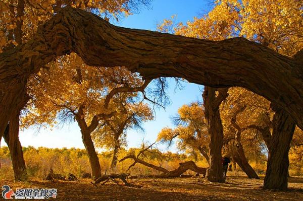 邂逅醉美金秋胡楊林