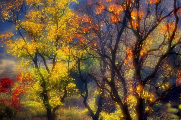 11月，看湖北，疊翠流金！