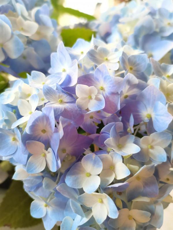 封閉陽臺養花記錄2