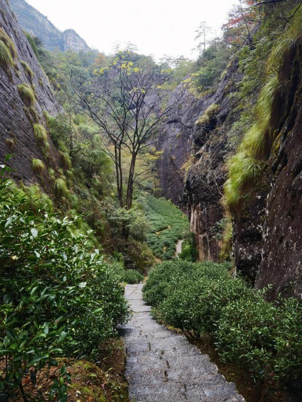 我的旅程日記：武夷山之旅D2漫遊茶骨花香漫遊道
