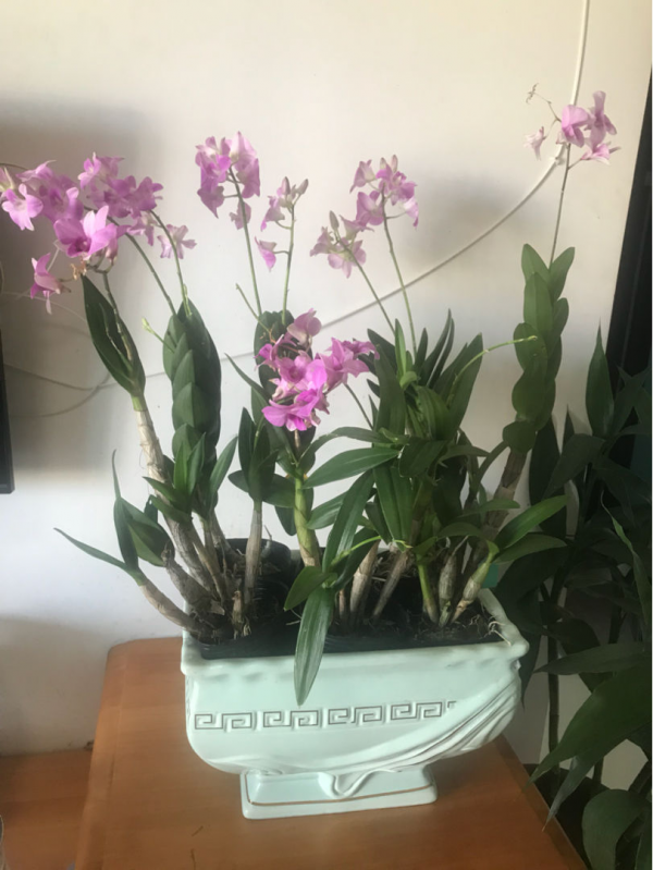 特養人的石斛花,家裡養一盆,滋陰潤肺效果好 特養人的石斛花,家裡養一盆,滋陰潤肺效果好