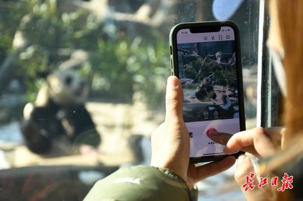 北京動物園看&OpenCurlyDoubleQuote;冰墩墩&rdquo;原型 &vert; 松哥看冬奧