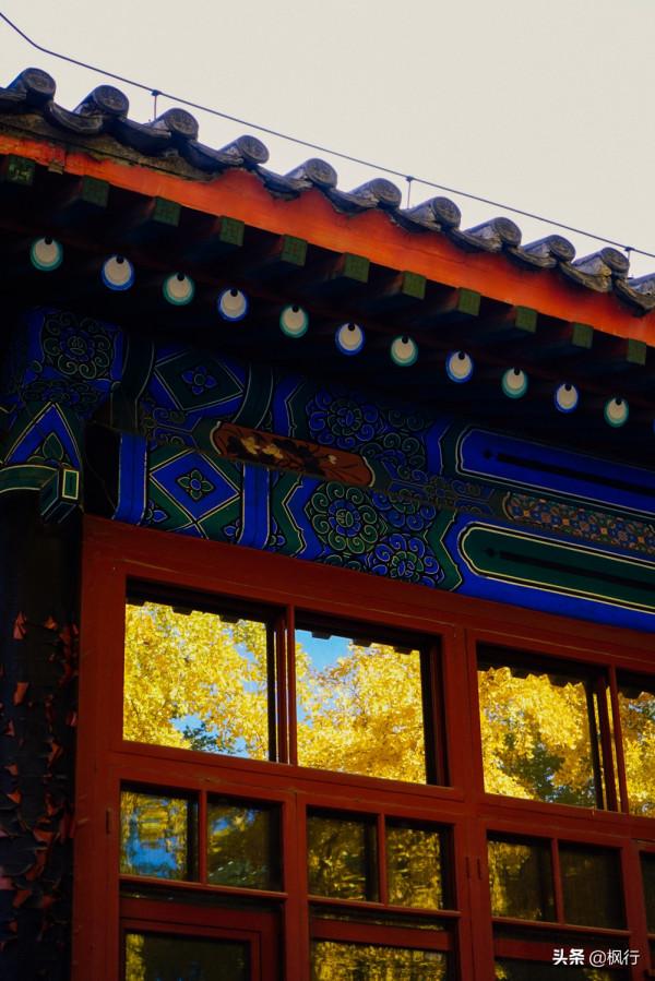 再有半個月，北京將迎來最美的季節，12個銀杏寶藏地，附機位攻略