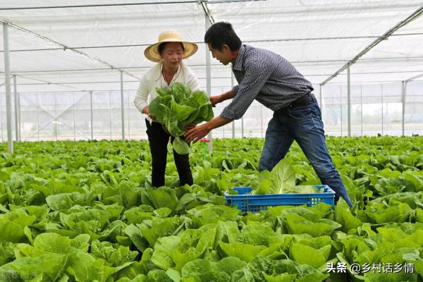 種蔬菜別光顧施肥,把這兩點弄明白了,種啥菜產量也不成問題 種蔬菜別光顧施肥,把這兩點弄明白了,種啥菜產量也不成問題