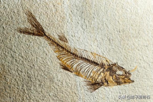 369米長的天下第一石龍之謎