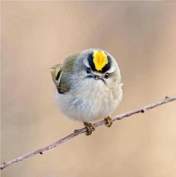 長了翅膀的絨球,萌萌噠 長了翅膀的絨球,萌萌噠