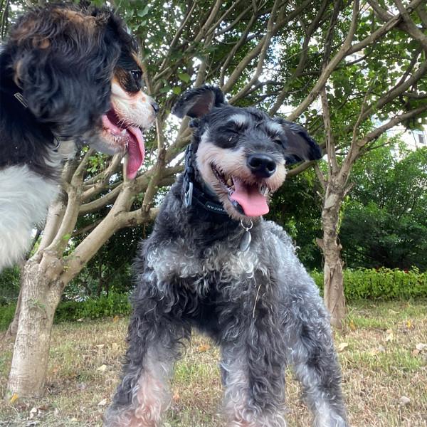 領養雪納瑞，第一次體驗“狗記仇”，如今比從小養的還親人