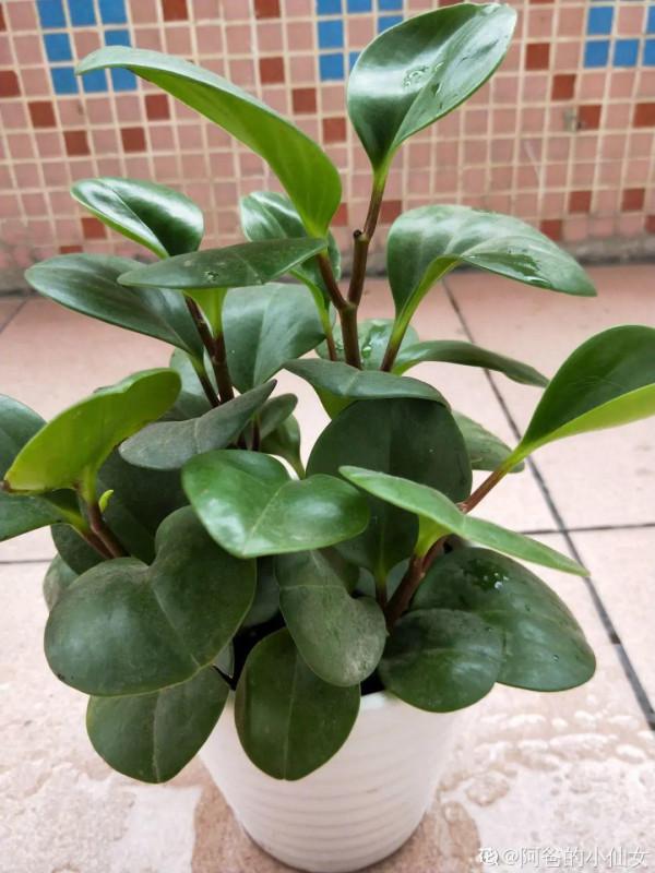 臥室養4種花，一覺睡到天亮，養人養身心