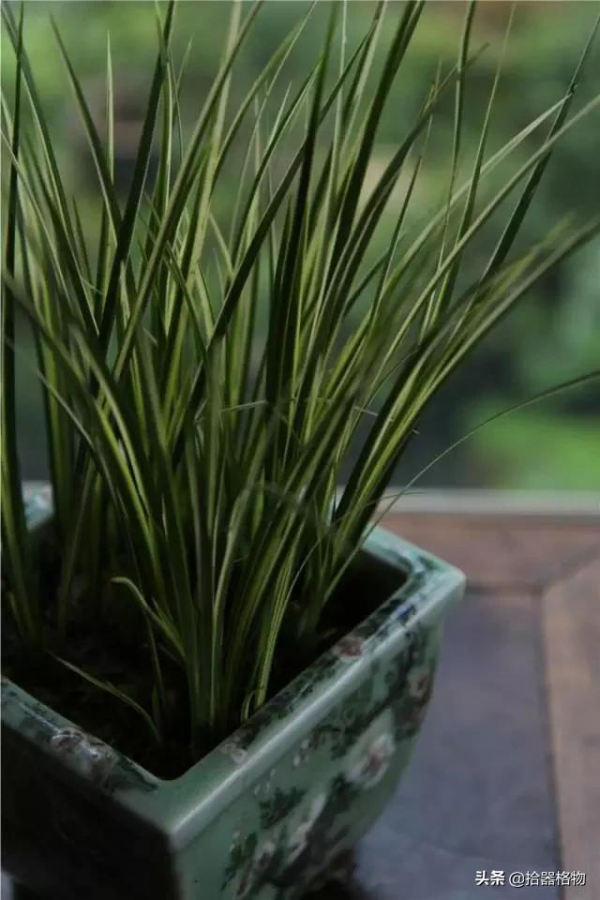 細說菖蒲品種 細說菖蒲品種