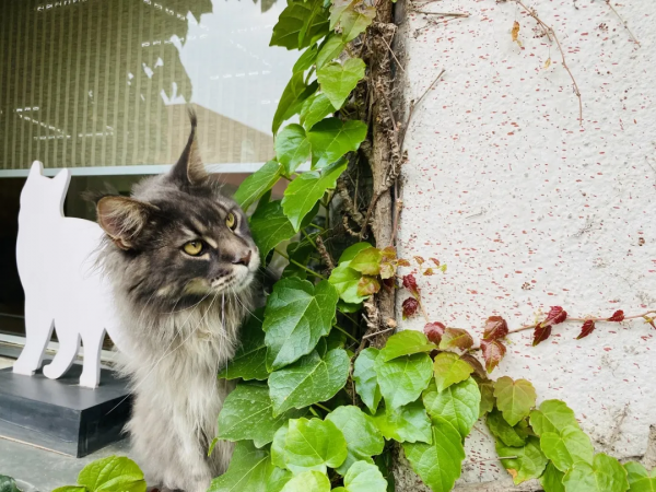 毛森森小朋友的職業規劃 毛森森小朋友的職業規劃