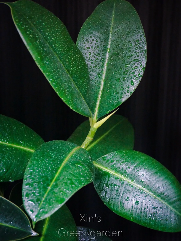 沒有花園怎麼種花？從東北到廣東，4位大神在室內種出植物園