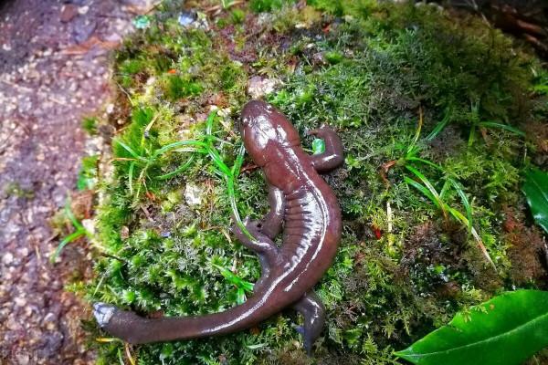 同住地球村，我們是一家人，中國野生保護動物（1）