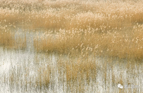 邂逅冬日浪漫！北京昌平這裡蘆葦成片，美得讓人心醉