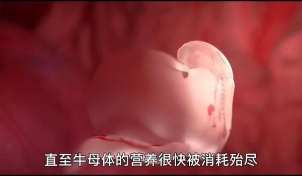 “十月懷胎”竟然是一場無情的戰爭 “十月懷胎”竟然是一場無情的戰爭