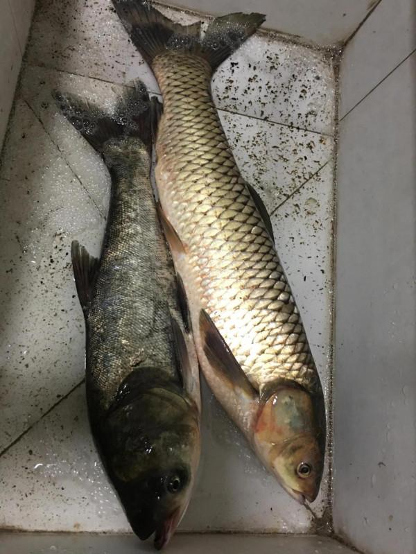 釣魚時間裡發現不認識的物種 釣魚時間裡發現不認識的物種