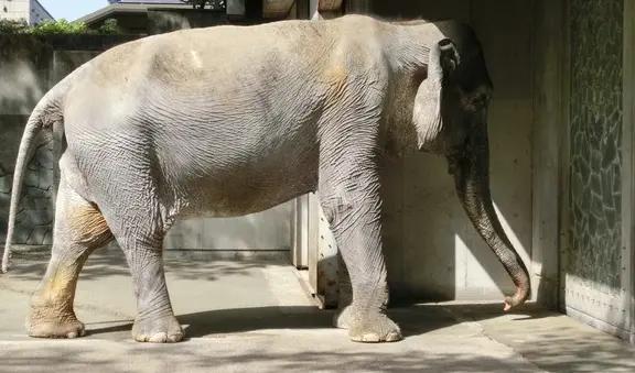 感天動地：男子槍口下救大象，病逝後21頭大象步行12小時參加葬禮