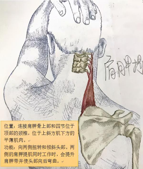 今天講一講肩胛提肌