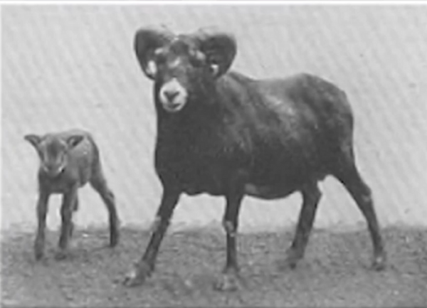 雜交動物：只看外貌，你能看出來這些動物的父母是誰嗎？