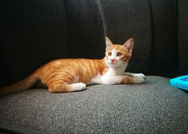 貓咪得了病以後,用自己的方式告訴我他不舒服 貓咪得了病以後,用自己的方式告訴我他不舒服