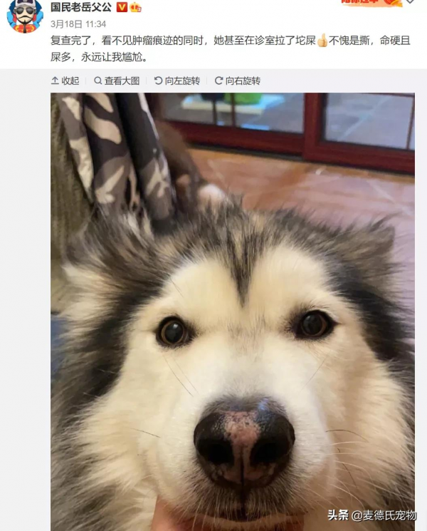 全網最可愛的撕家小公主走了...無數網友悼念:謝謝你治癒過我 全網最可愛的撕家小公主走了...無數網友悼念:謝謝你治癒過我