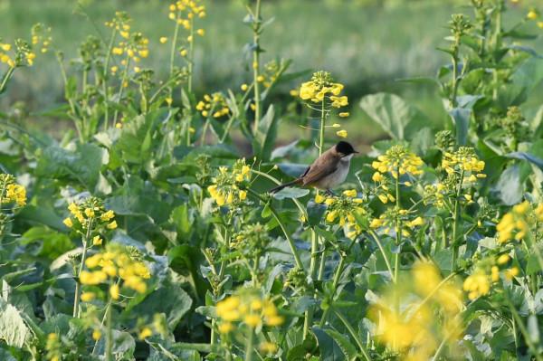 &num;（環境）鳥語花香